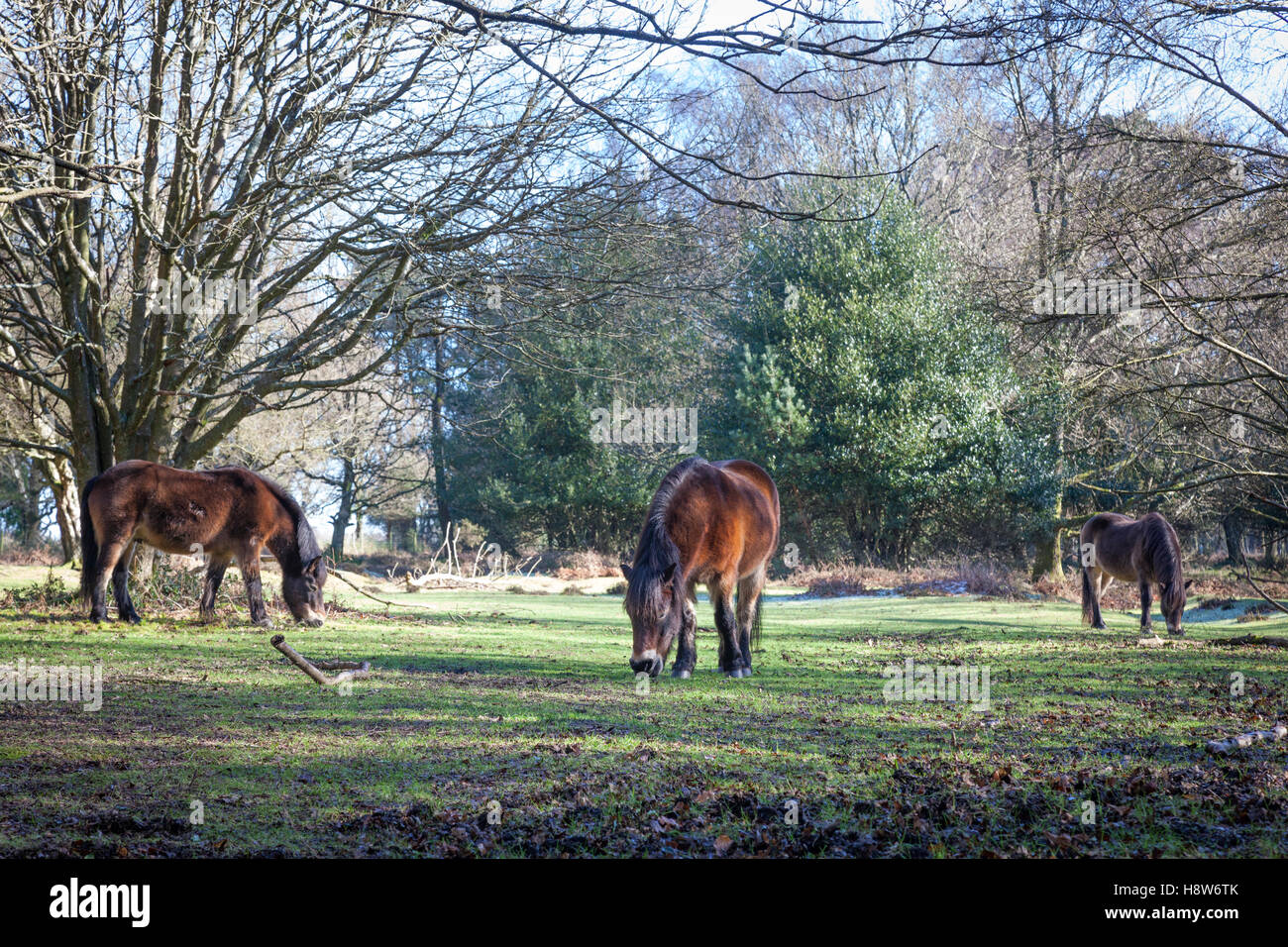 Exmoor ponies grazing in Winter on Hindhead Common, Surrey. Stock Photo