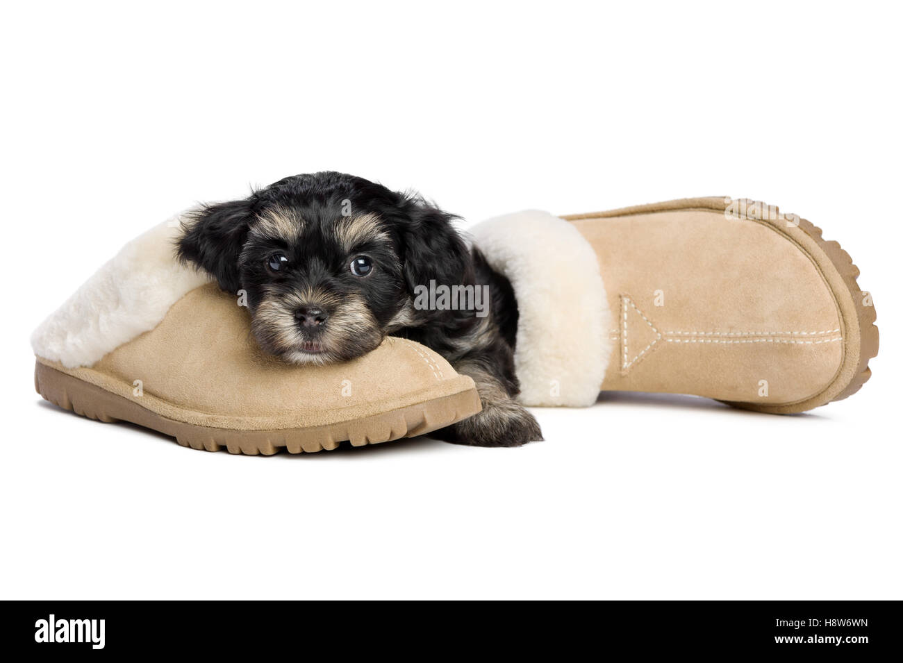 Cute havanese puppy dog is lying on a slipper and waiting for her owner Stock Photo