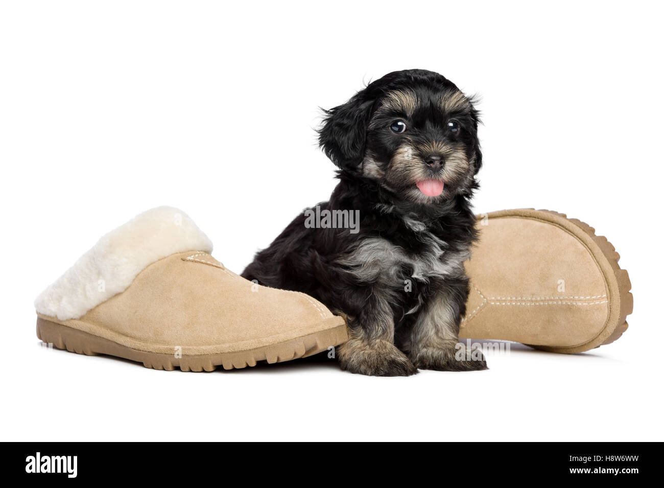 Cute happy havanese puppy dog is sitting next to the owner's slippers, the owner has arrived Stock Photo