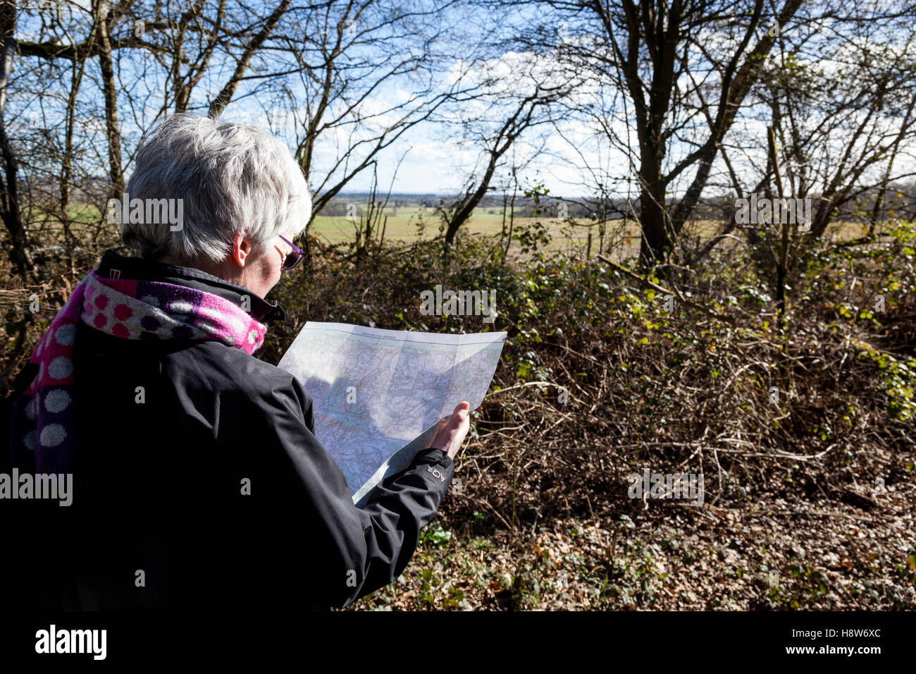 Woman stops to read her Ordinance Survey (OS) map during a walk along a country lane in Surrey. Stock Photo