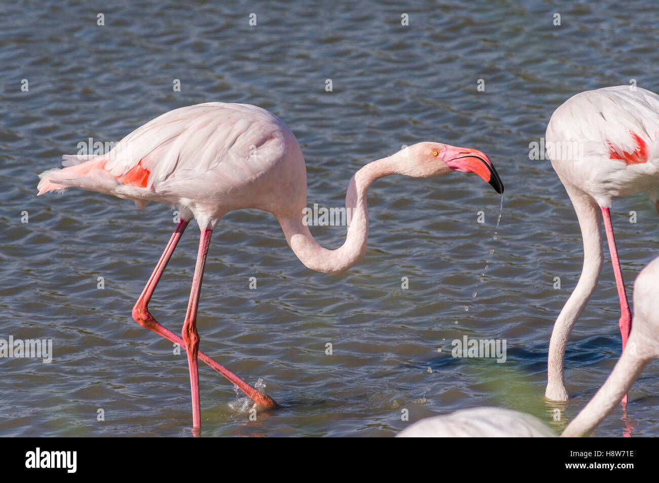 Flamants Roses / Phoenicpterus Ruber Roseus , Pont de Gau, Camargue ...