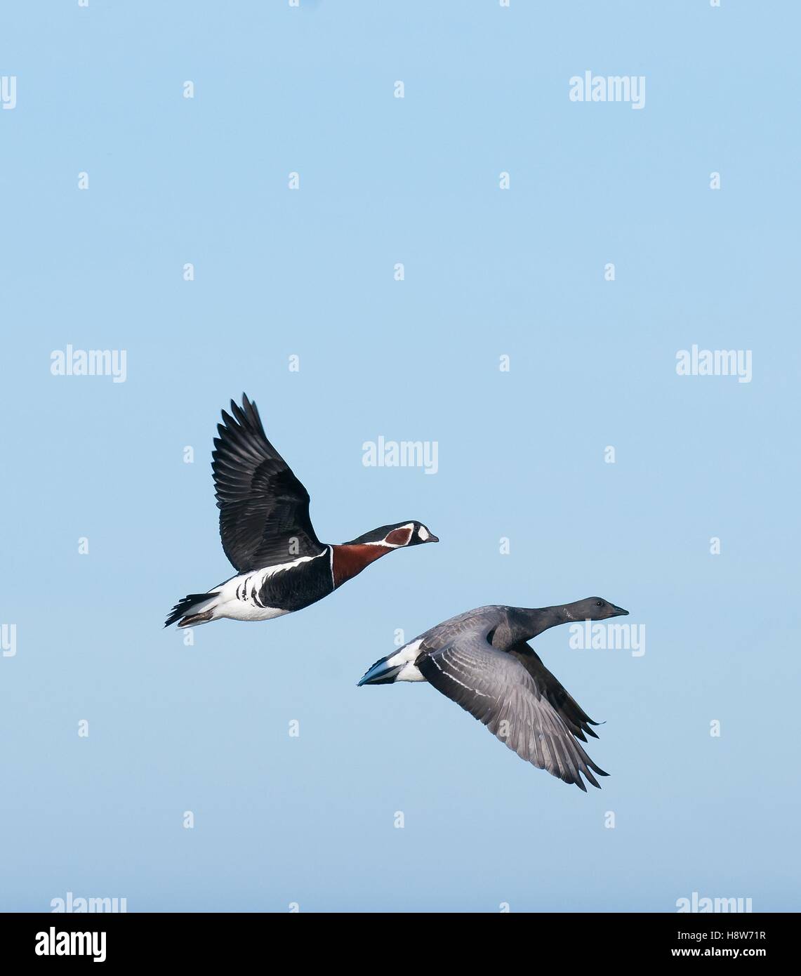 Side view of a red-breasted goose and dark-bellied brent goose flying together in winter blue sky. Vagrant bird in UK. Stock Photo