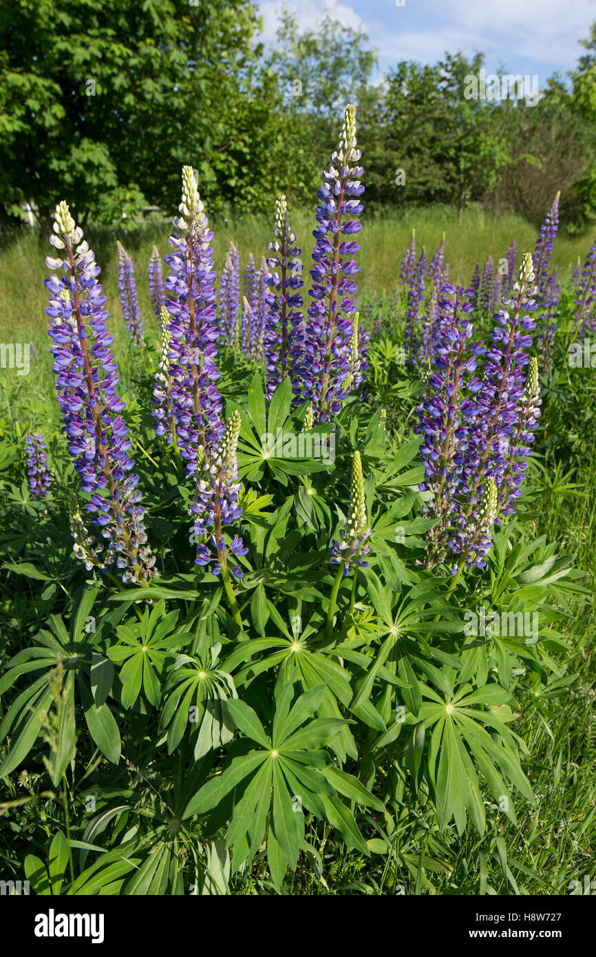 Vielblättrige Lupine, StaudenLupine, Staudenlupine, Lupinen, Lupinus
