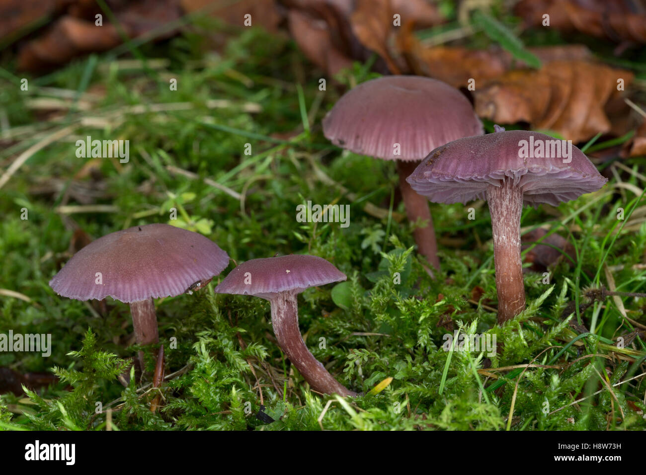 Violetter Lacktrichterling, Amethystblauer Lacktrichterling, Violetter Bläuling, Bläuling, Lack-Bläuling, Laccaria amethystina, Stock Photo
