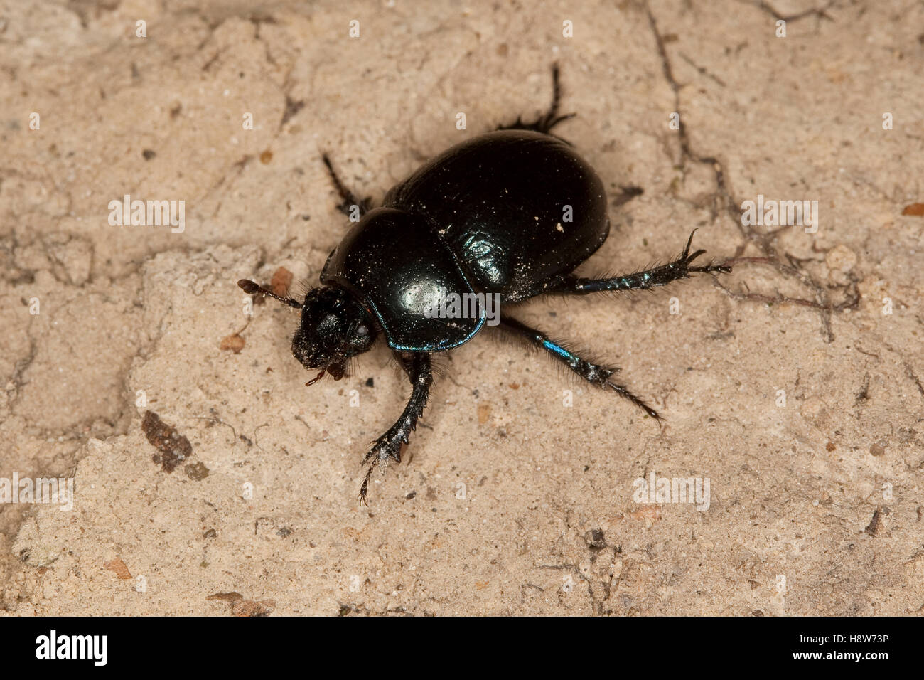 Waldmistkäfer, Wald-Mistkäfer, Mistkäfer, Anoplotrupes stercorosus, Geotrupes stercorosus, Rosskäfer, common dor beetle, Geotrup Stock Photo