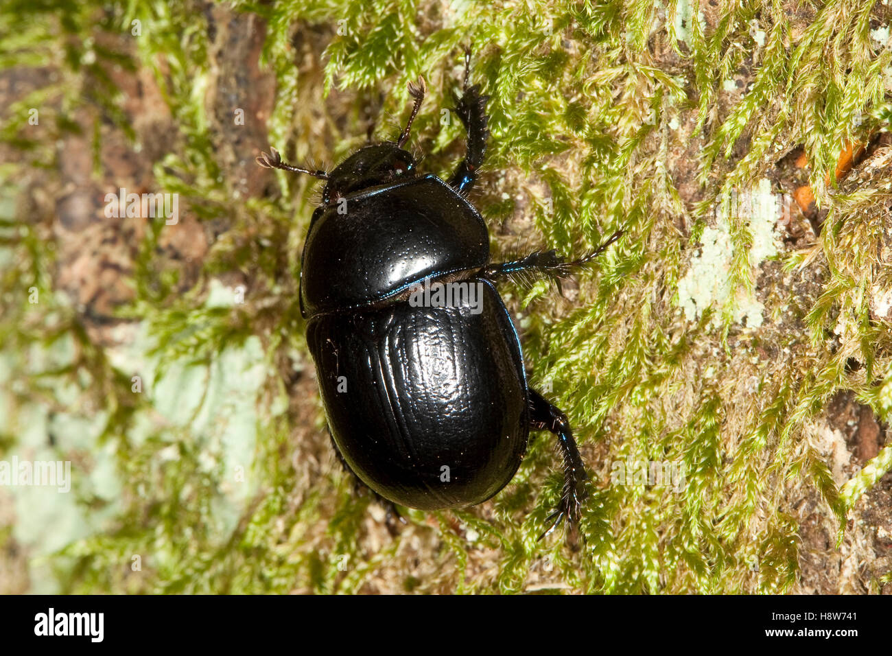 Waldmistkäfer, Wald-Mistkäfer, Mistkäfer, Anoplotrupes stercorosus, Geotrupes stercorosus, Rosskäfer, common dor beetle, Geotrup Stock Photo