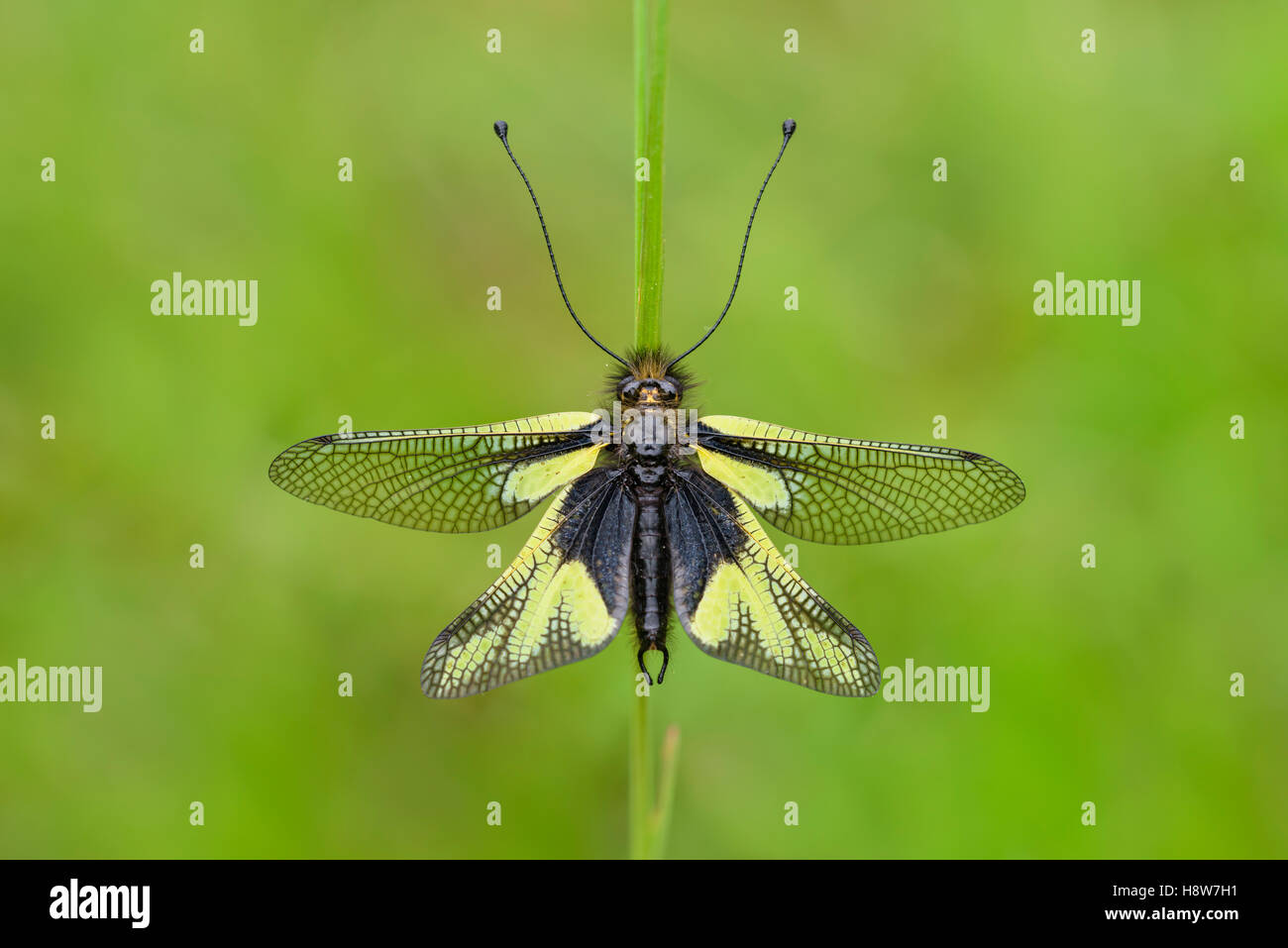 Libellen Schmetterlingshaft, Libelloides coccajus, Owlfly sulfur Ascalaphid Stock Photo