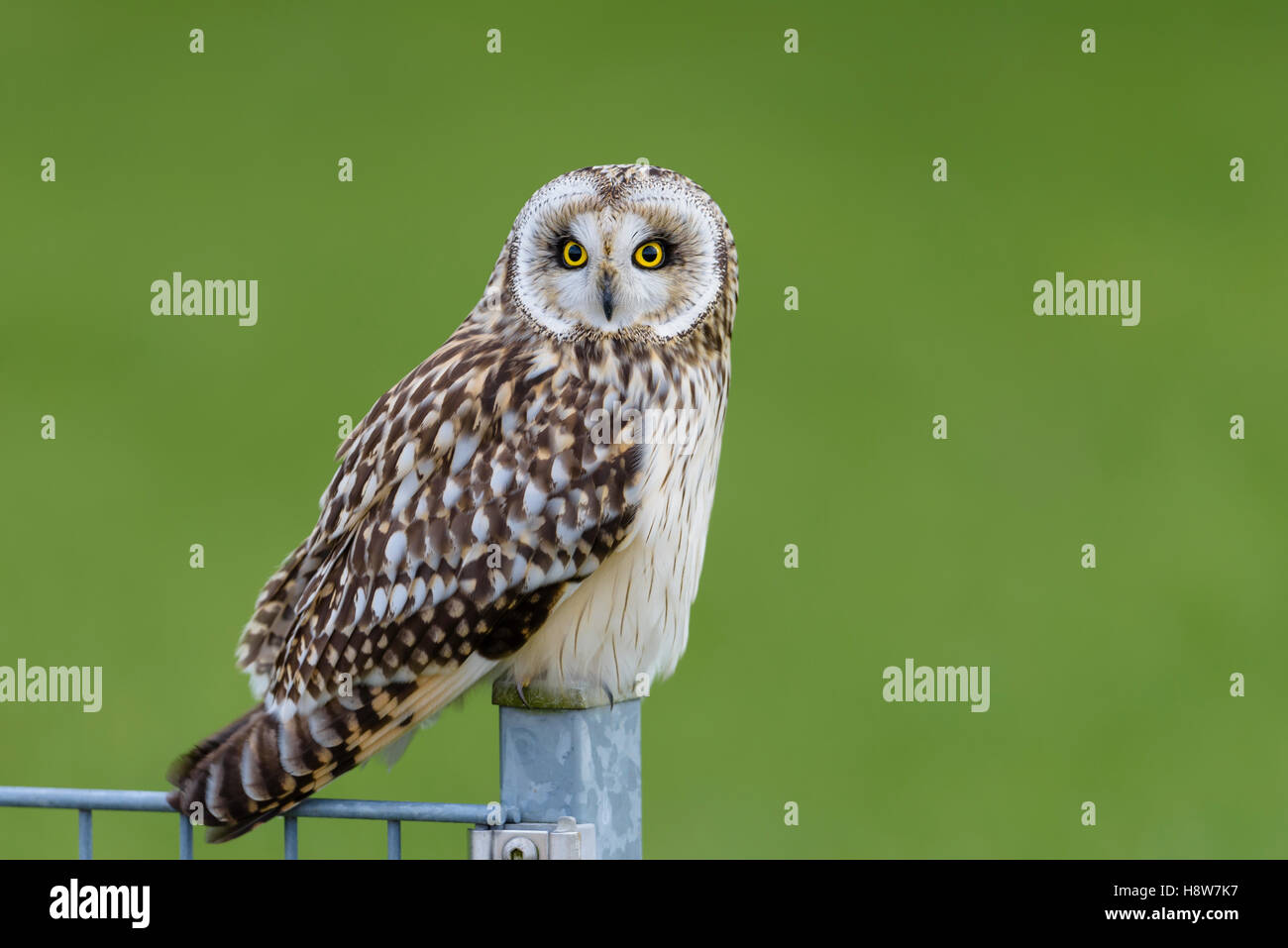 Sumpfohreule, Asio flammeus, Wild Short Eared Owl Stock Photo
