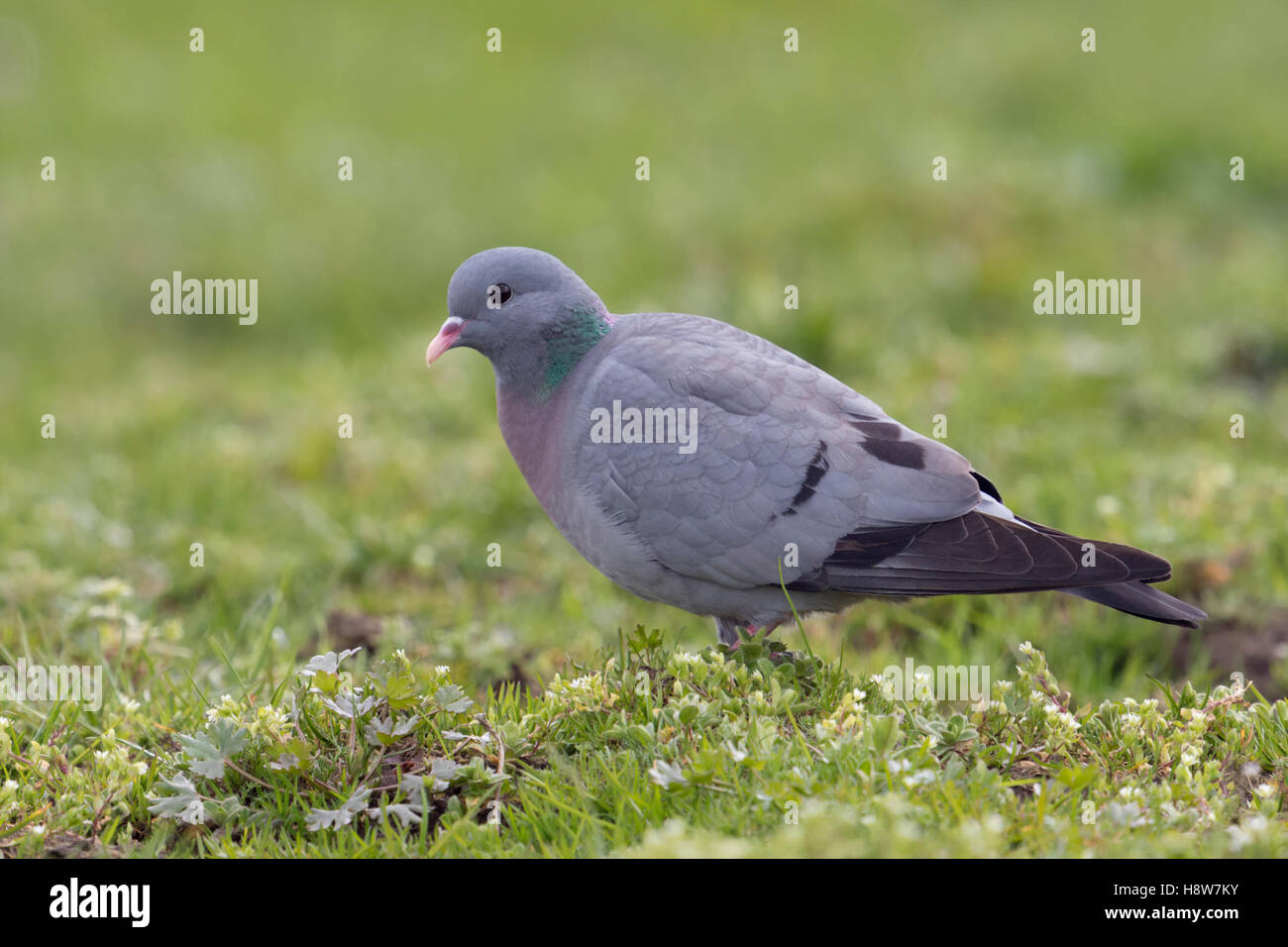 Stock Dove / Hohltaube ( Columba oenas ) searching for food, on grassland, pasture, rare species, full body, side view, close. Stock Photo