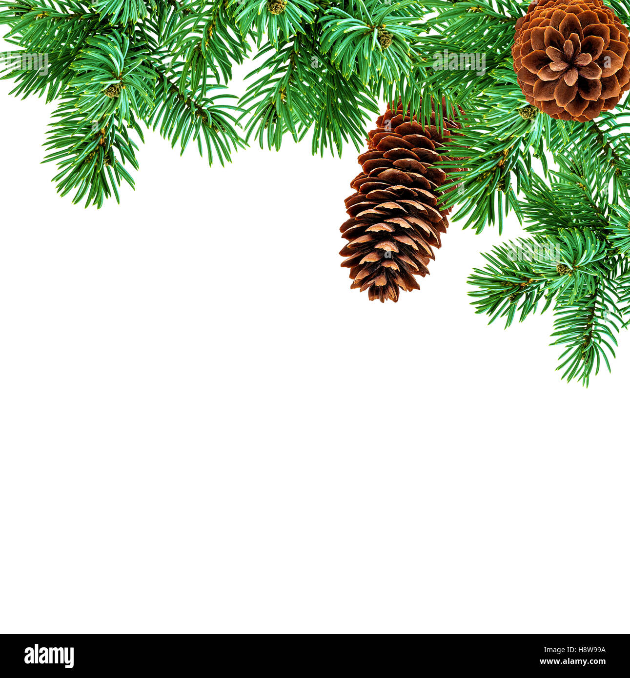 Cone and christmas tree isolated on white Stock Photo - Alamy