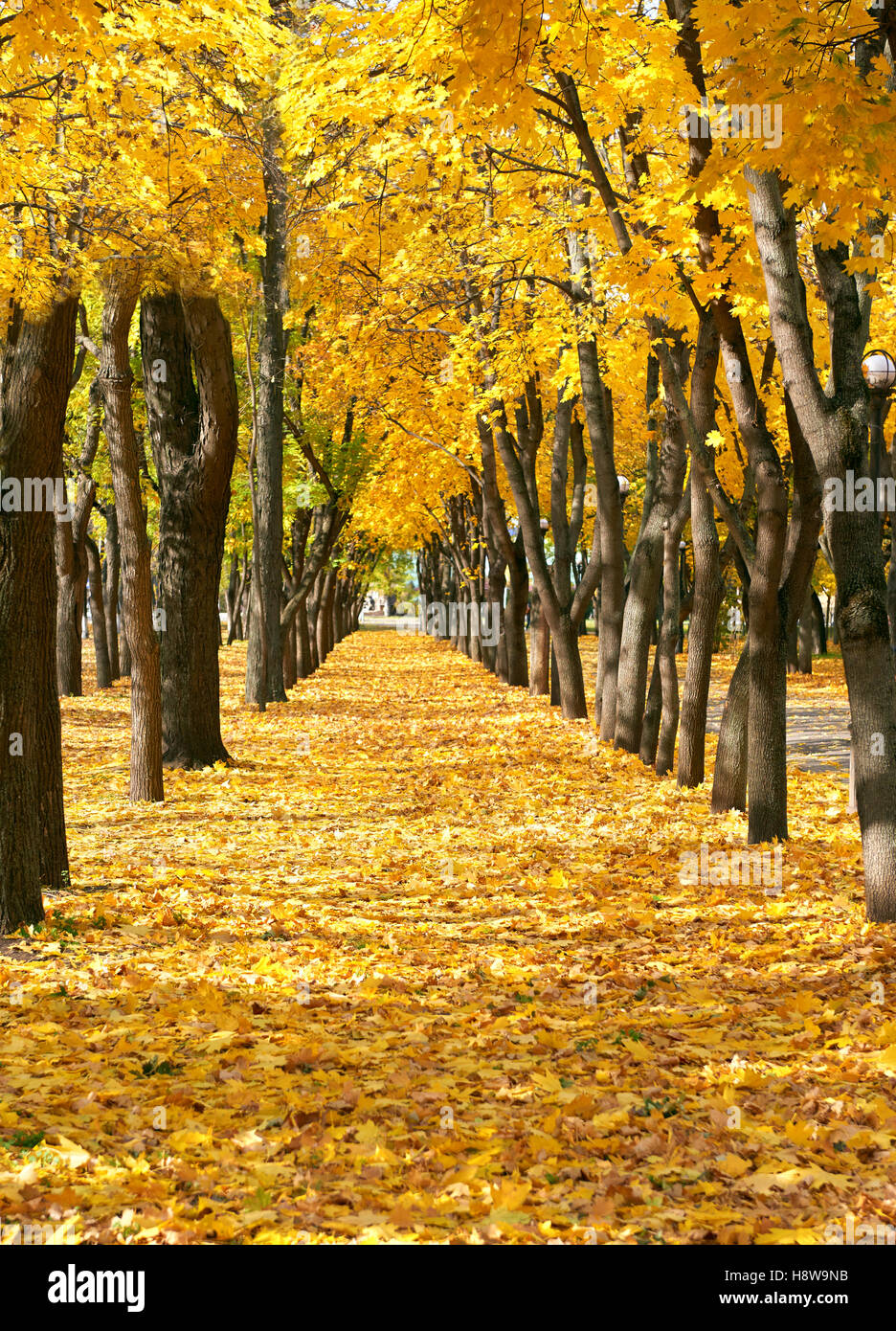 city park at autumn season, trees in a row with fallen yellow leaves ...