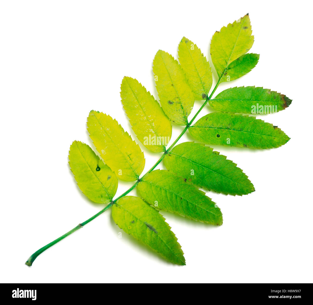 Rowan leaves isolated on white background Stock Photo