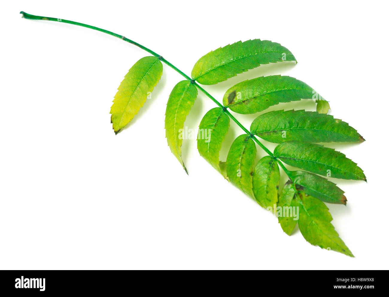 Leaf of rowan isolated on white background. Selective focus Stock Photo