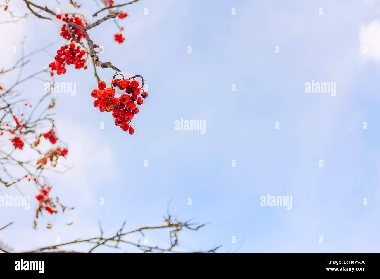 Red rowan berries and twigs against the blue sky and clouds in the snow ...