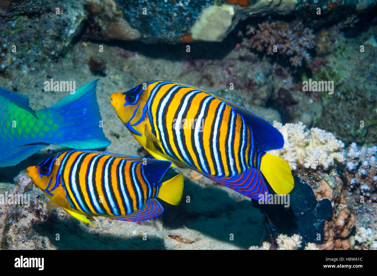 Regal angelfish [Pygoplites diacanthus].  Egypt, Red Sea. Stock Photo
