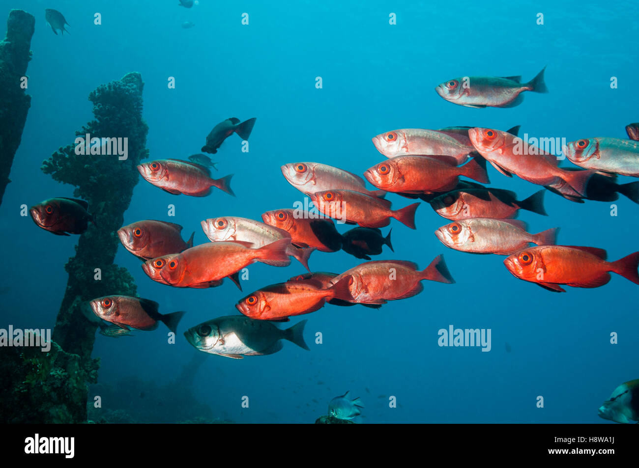 Bigeye or Goggleeye (Priacanthus hamrur). Egypt, Red Sea Stock Photo Alamy