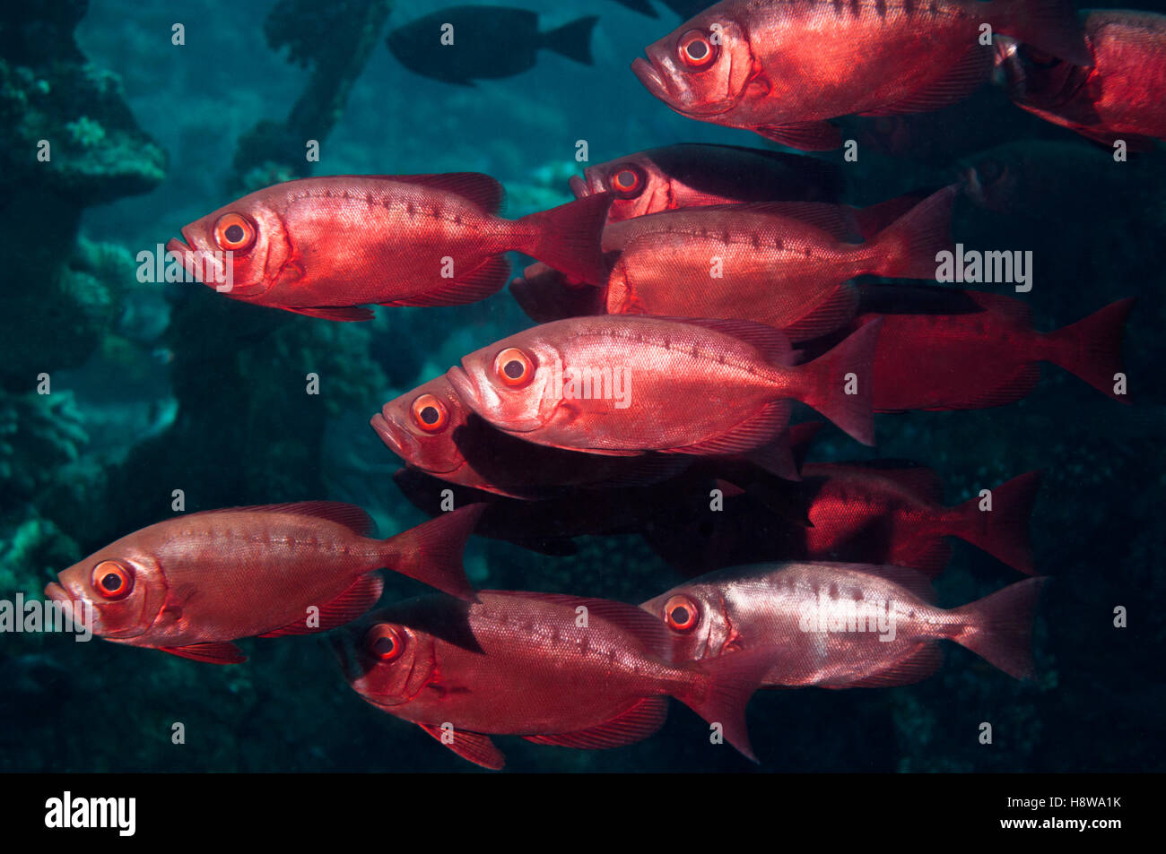 Red big eye fish hires stock photography and images Alamy
