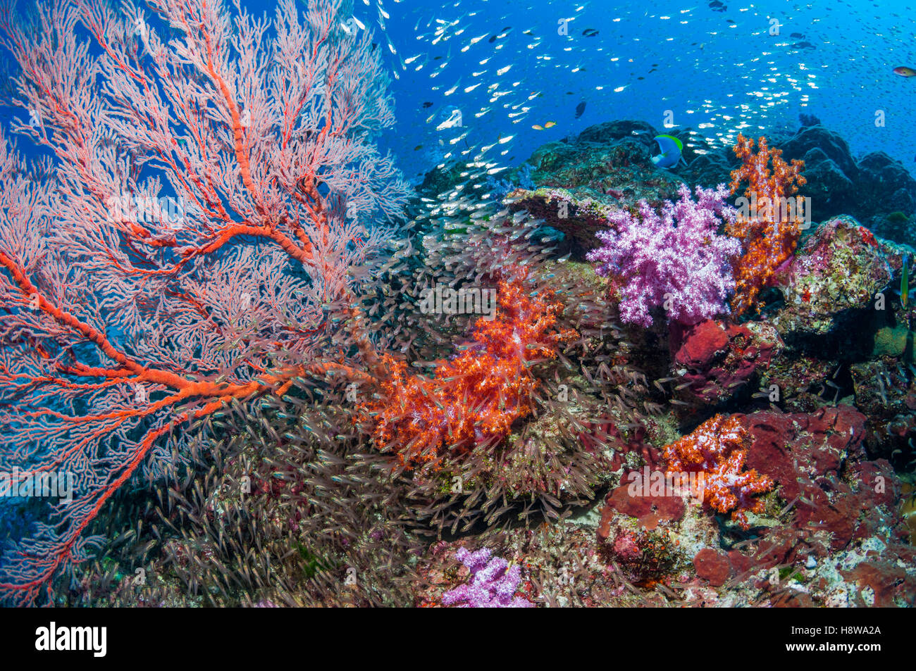 Pygmy sweepers [Parapriacanthus ransonetti] with a Gorgonian sea fan [Melithaea sp.] and soft corals [Dendronephthya sp]. Stock Photo