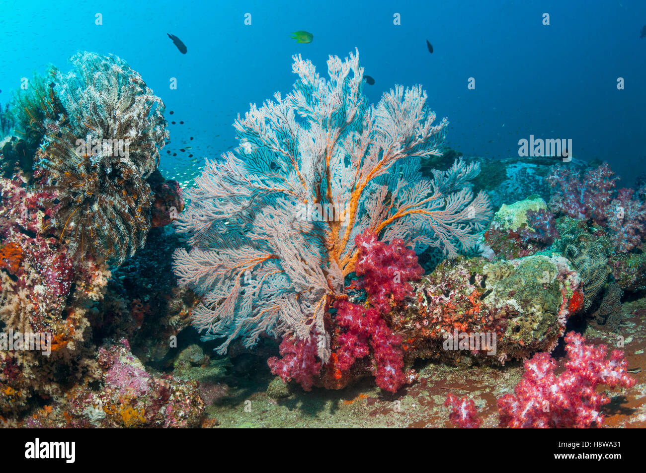 Gorgonian sea fan [Melithaea sp.] and soft coral [Dendronephthya sp.].  Andaman Sea, Thailand. Stock Photo