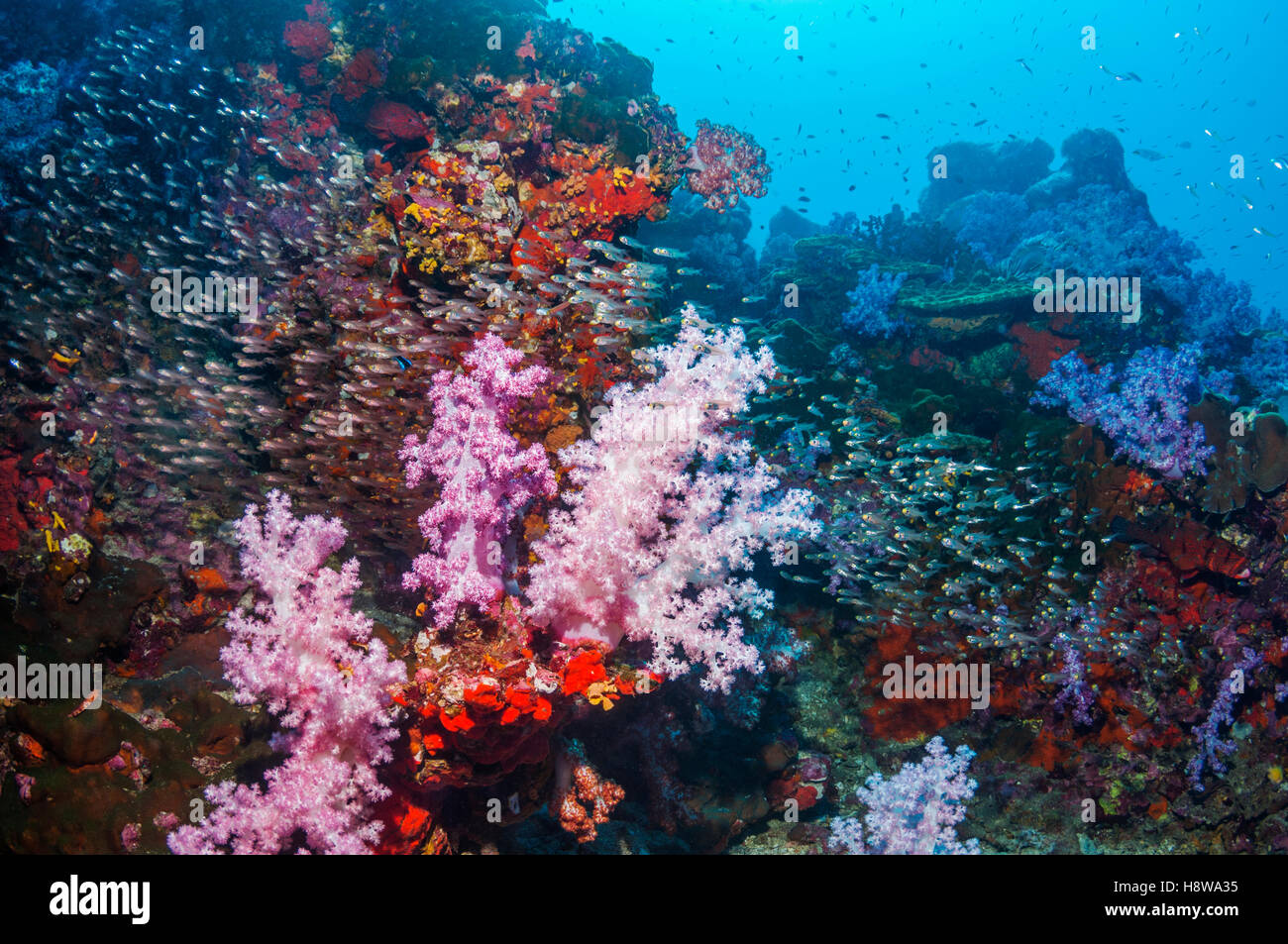 Soft corals [Dendronephthya sp.] on coral reef slope with Pygmy ...