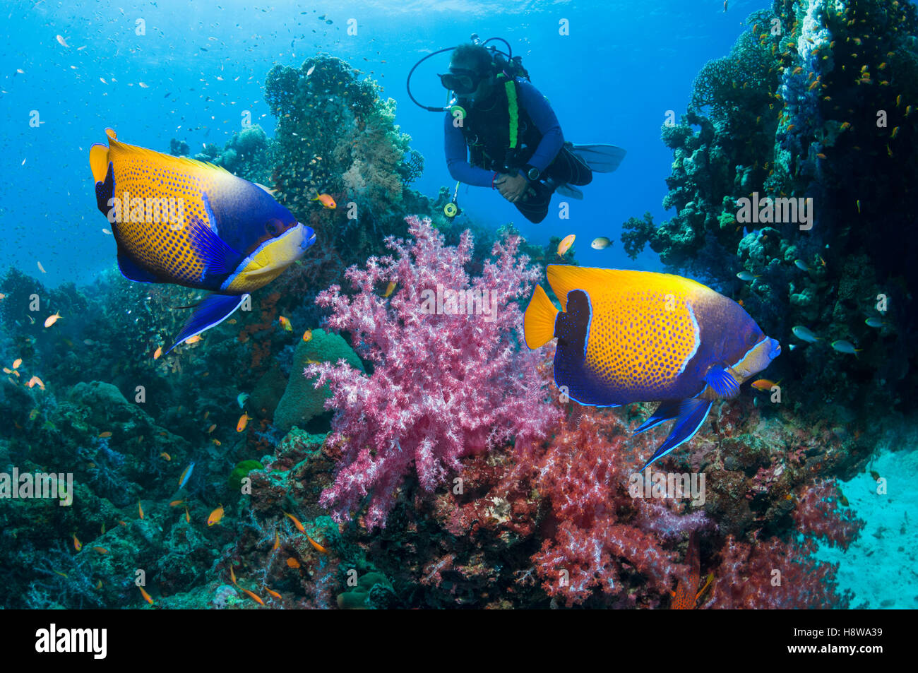 Coral reef scenery with Blue-girdled angelfish or Majestic angelfish(Pomacanthus navarchus) Stock Photo