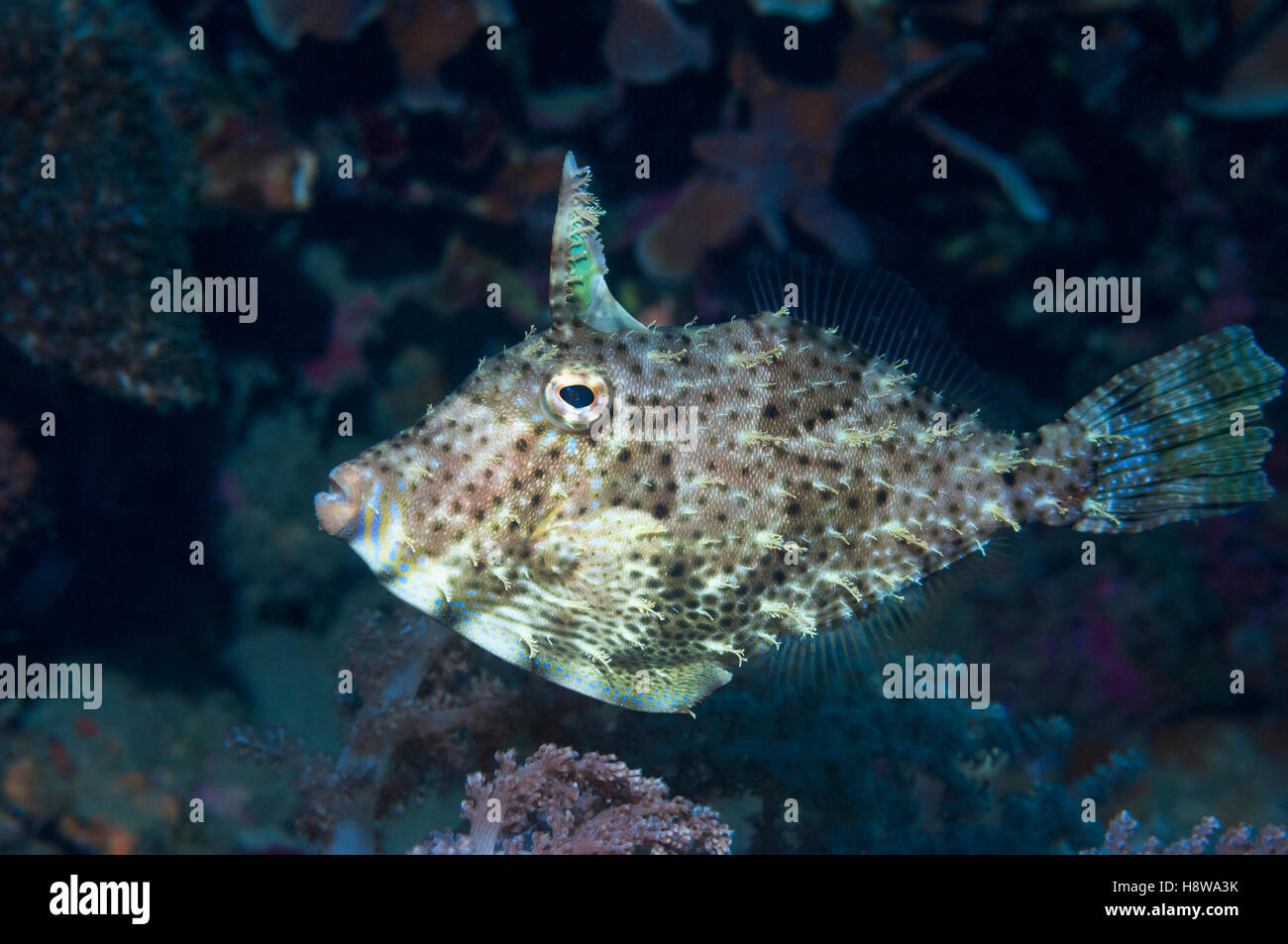 Weedy filefish [Chaetoderma penicilligera].  Lembeh Strait, North Sulawesi, Indonesia. Stock Photo