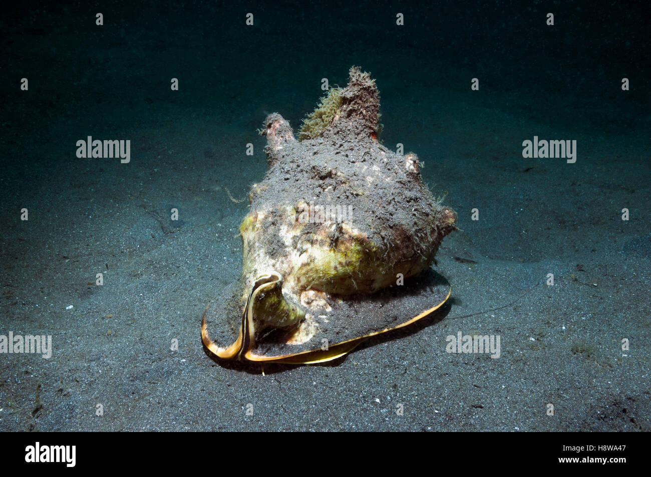 Helmet shell [Cassis cornuta] on sea bed.  Lembeh, Sulawesi, Indonesia. Stock Photo
