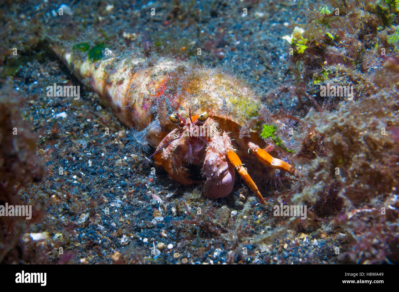 Jeweled anemone hermit crab [Dardanus gemmatus] in an Auger shell.  Lembeh, Sulawesi, Indonesia. Stock Photo