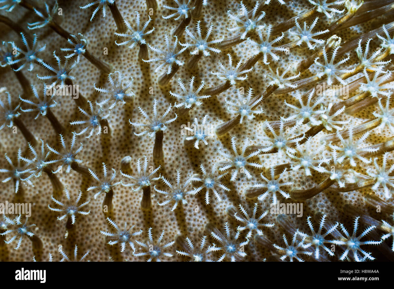 Polyps of Leather coral [Sargophyton sp.].  West Papua, Indonesia. Stock Photo