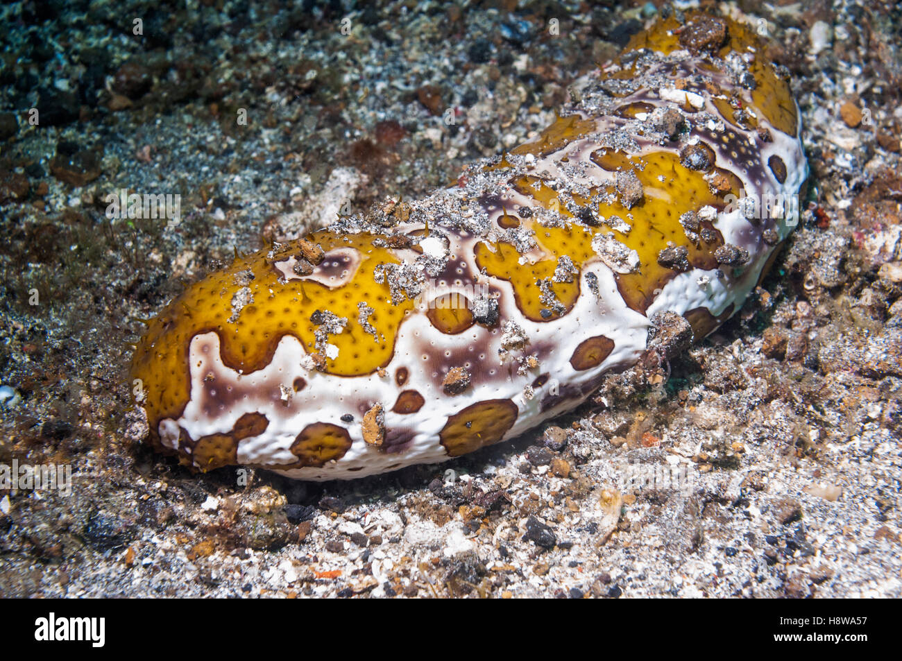 Leopard sea cucumber [Bohadschia argus].  Lembeh, Sulawesi, Indonesia. Stock Photo