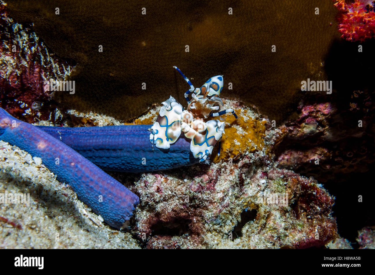 Harlequin shrimp [Hymenocera elegans] with Blue starfish [Linkia laevigata] prey.  Lembeh Strait, Sulawesi, Indonesia. Stock Photo