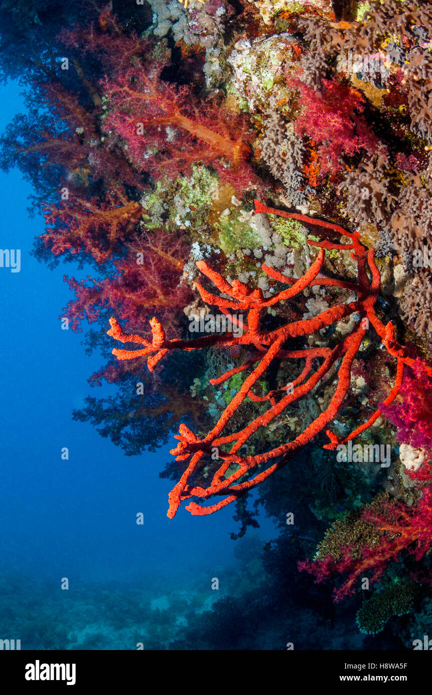 Red rope sponge [Amphimedon compressa] and soft corals [Dendronepthya sp.] on reef wall.  Egypt, Red Sea. Stock Photo