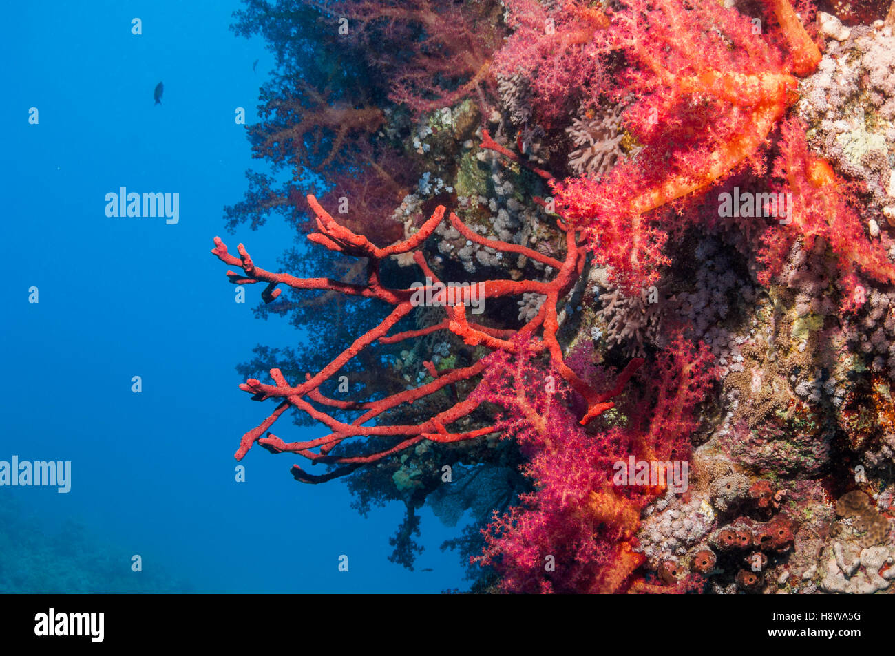 Red rope sponge [Amphimedon compressa] and soft corals [Dendronepthya sp.] on reef wall.  Egypt, Red Sea. Stock Photo