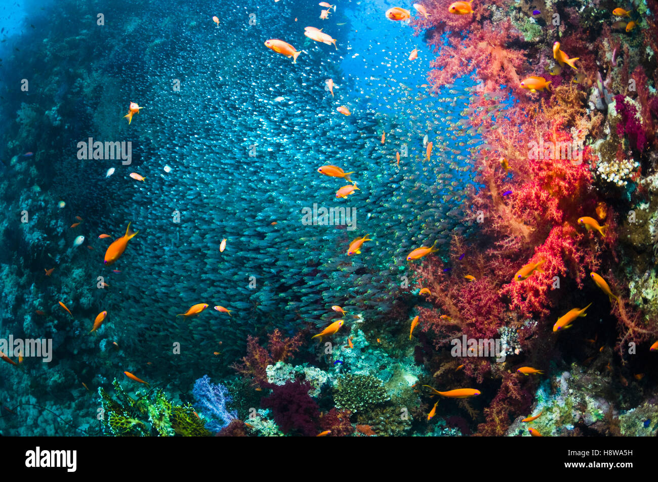 Coral reef scenery with soft corals (Dendronephthya sp) and Pygmy sweepers (Parapriacanthus guentheri).  Egypt, Red Sea. Stock Photo