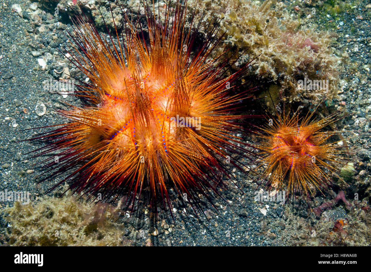 Long spined sea urchin [Astropyga radiata].  Lembeh Strait, Sulawesi, Indonesia. Stock Photo
