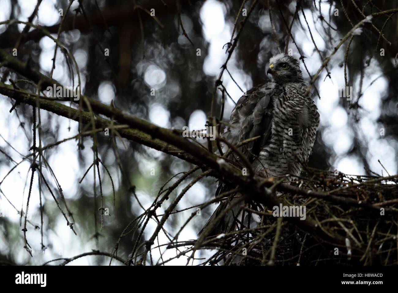 Sparrowhawk / Sperber ( Accipiter nisus ), just fledged, young male, sitting on the edge of its nest in a dark and thick forest. Stock Photo
