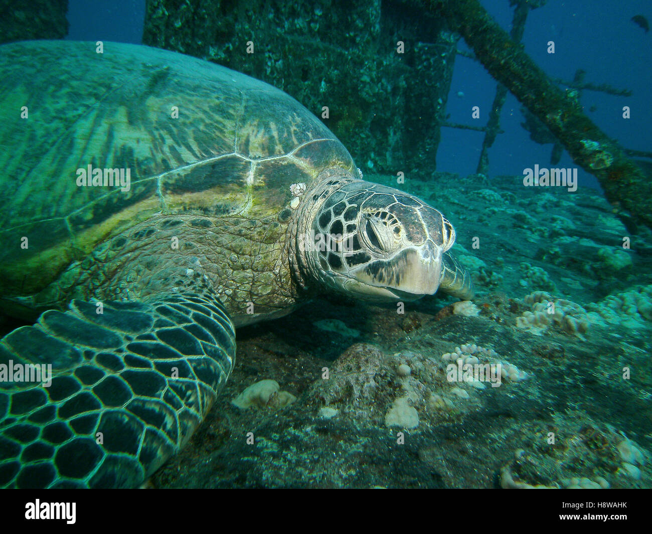 Close up of a large green turtle resting on a ship wreck, Oahu, HI, USA Stock Photo