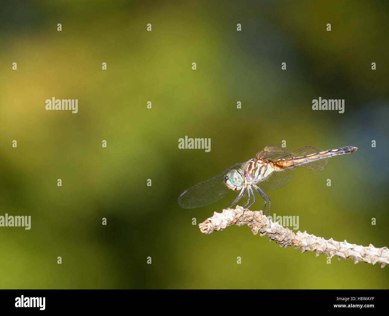 Light green dragonfly on the end of a stick Stock Photo - Alamy