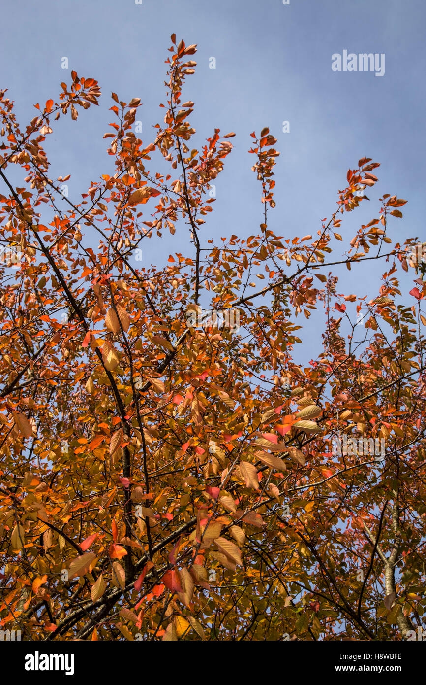 Fading autumn leaves of a wild cherry tree, Prunus avium Stock Photo