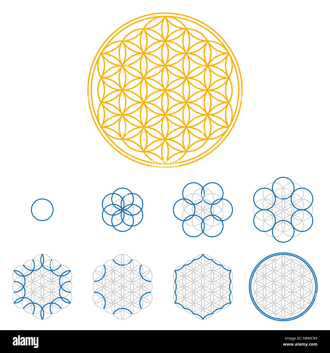 Colored Flower of Life development. An ancient symmetrical symbol, composed of multiple overlapping circles. Stock Photo