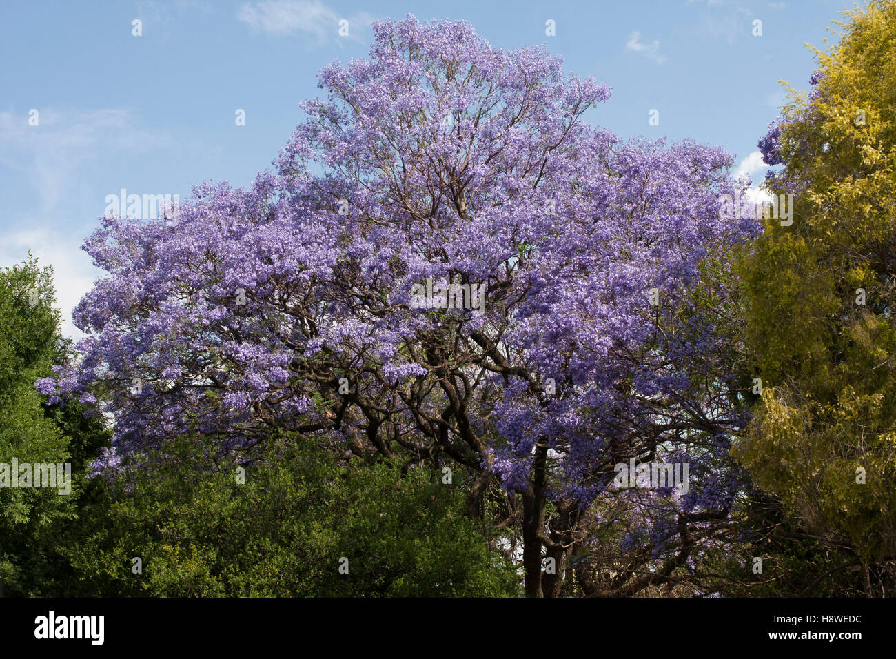 A Jacaranda tree in bloom during spring time in Johannesburg Stock Photo