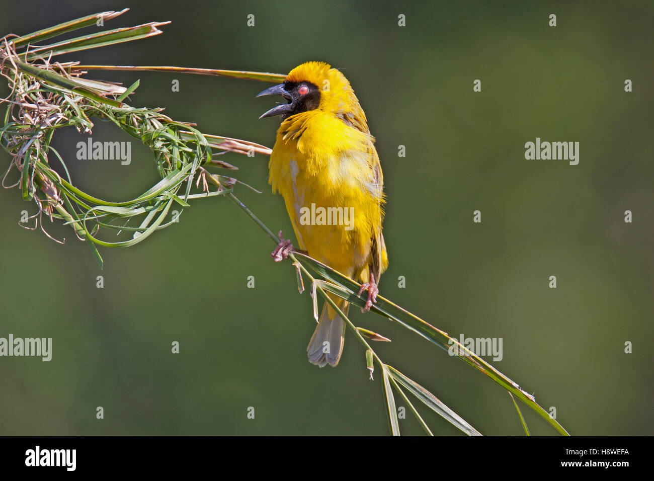 Southern masked weaver taking a break from nest building Stock Photo