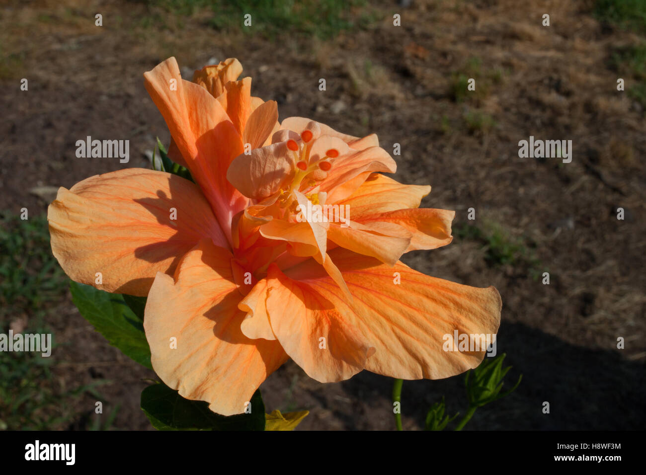 Orange To Yellow Fully Open Blooming Rose With Petals Starting To An