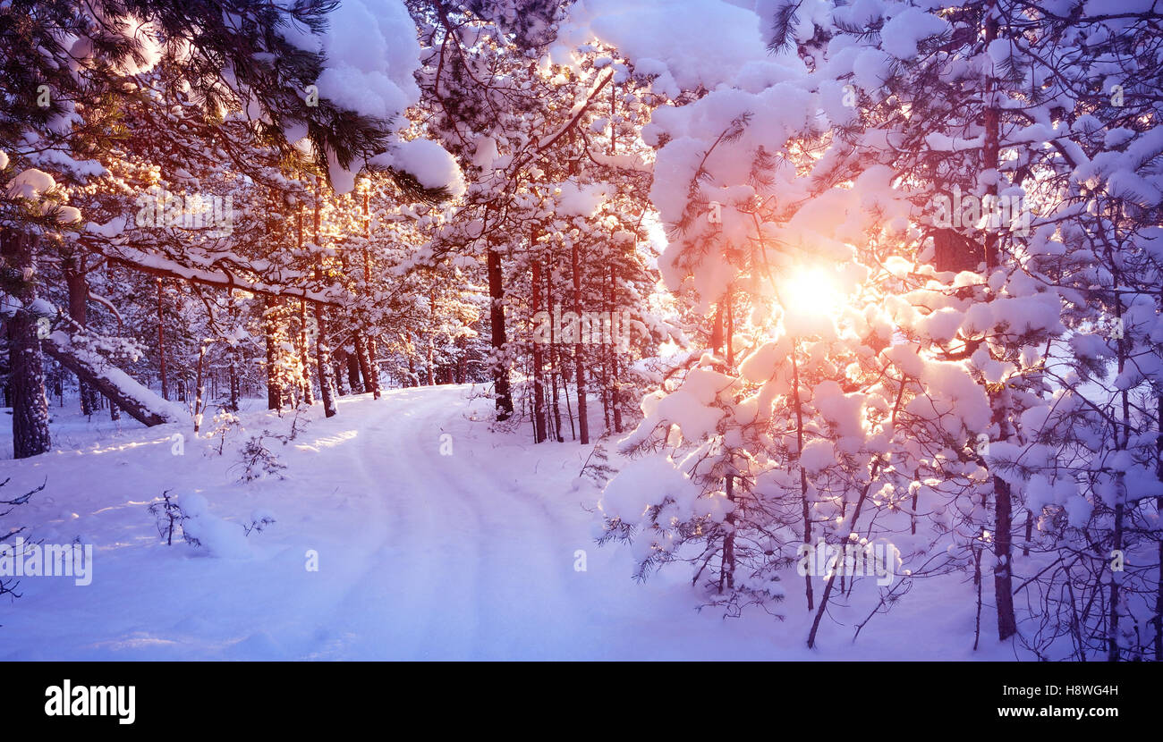 Pine trees covered with snow Stock Photo - Alamy