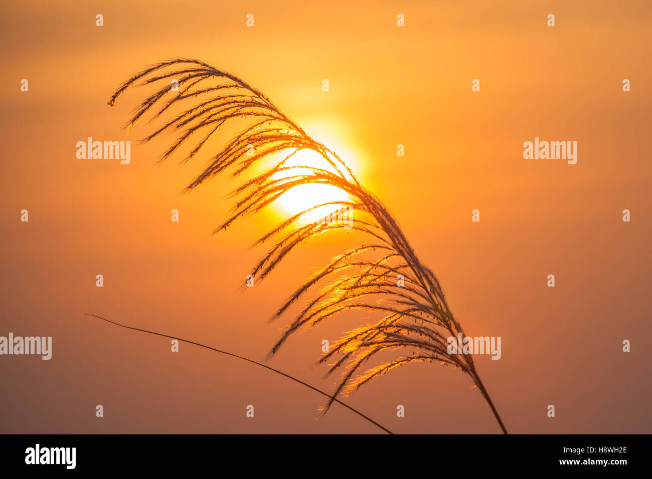 Common reed grass pictured against a setting sun, Hampi, southern India