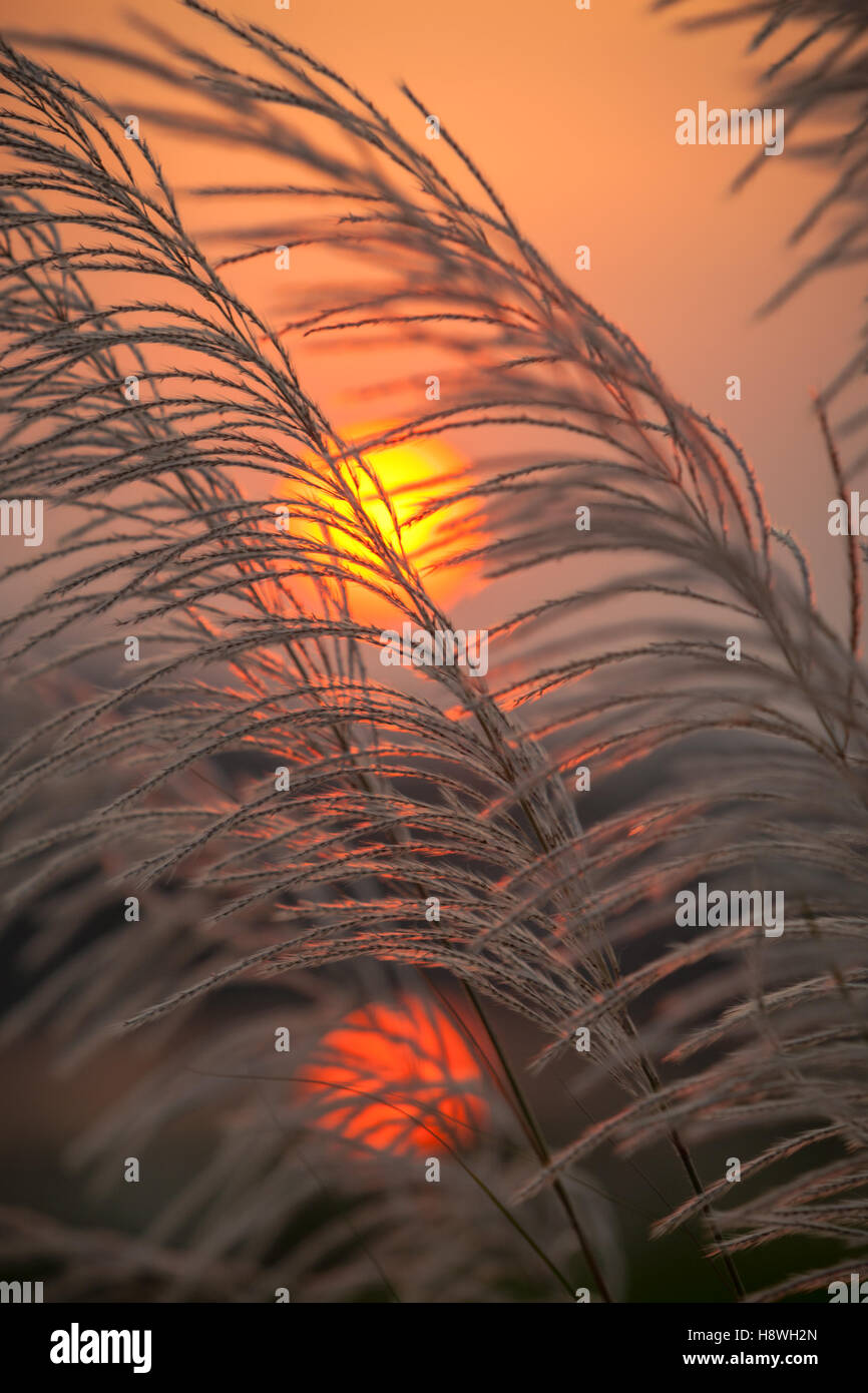 Common reed grass pictured against a setting sun, Hampi, southern India Stock Photo