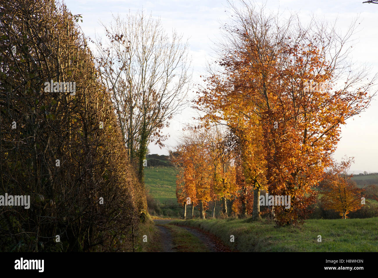Beech trees on the lane in autumn Stock Photo