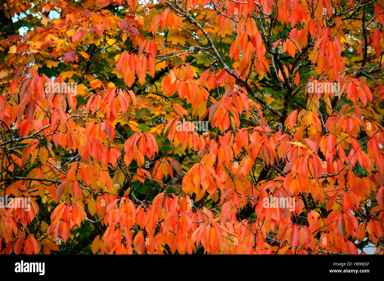 Leaves trees turned red hi-res stock photography and images - Alamy