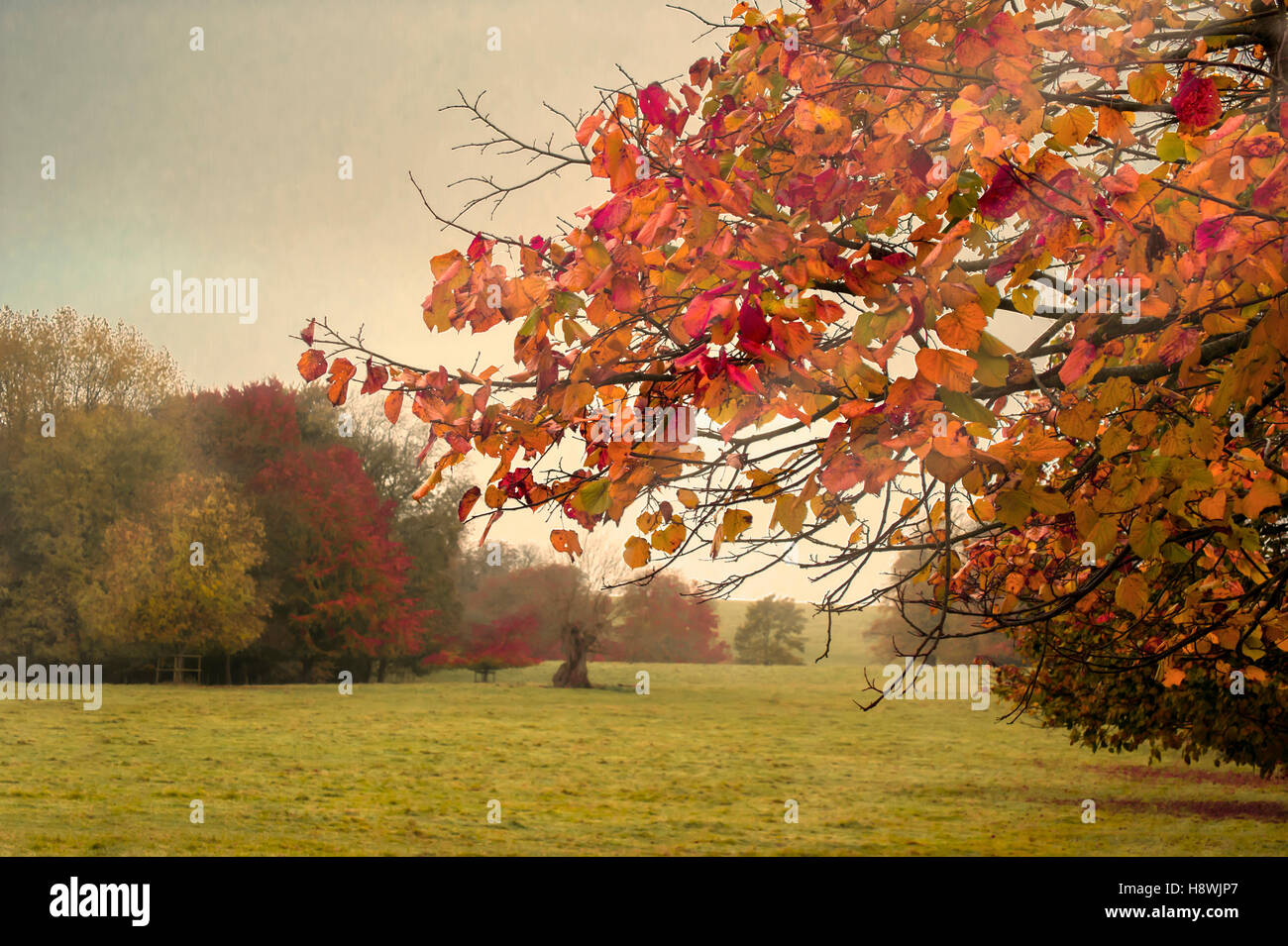 Beautiful autumn in the park Stock Photo - Alamy