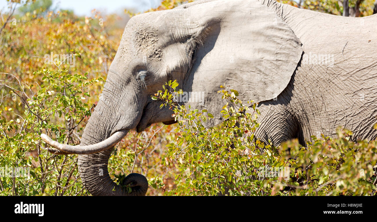 blur in south africa kruger wildlife nature reserve and wild elephant Stock Photo Alamy